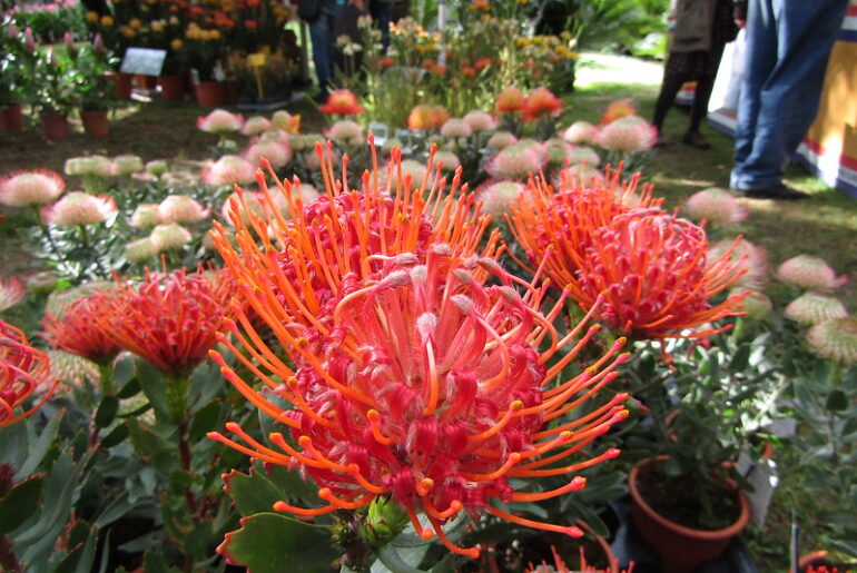 “Planta, il giardino e non solo”: la mostra mercato all’Orto Botanico di Napoli