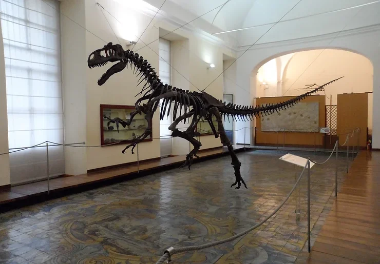 Collezionare la Natura 2023: la mostra mercato al Museo di Paleontologia